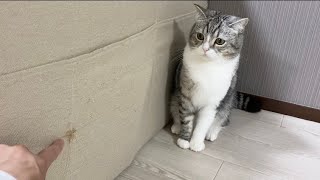 ソファーで爪とぎした猫を厳しく叱ったらこうなった…【もちまる日記】