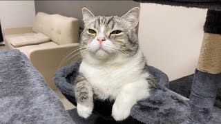 帰ったら絶対にさっきまで寝てたであろう猫が出迎えてくれましたw【もちまる日記】