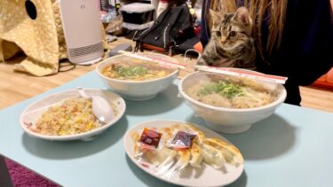 ラーメンの出前が来た時の子猫の反応がこちらですw【ちょりちゃみチャンネル】