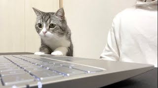 相手にされずに寂しくてズームに乱入しちゃった猫がこちらです笑【もちまる日記】