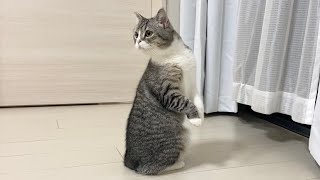 ウーバーイーツが届いたときの猫の反応がこちらですww【もちまる日記】