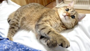 しまちゃんに心臓病の疑いがあることが分かりました…。【ポムさんとしまちゃん / ねこべや】