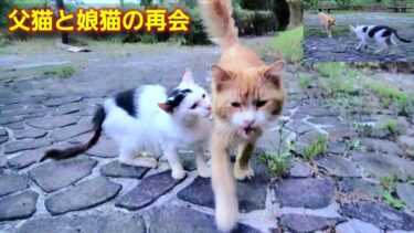 離れて暮らす白黒娘猫の元へ茶トラパパ猫が訪ねて来た😹【CuteWoo】