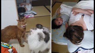 出入り禁止の和室が気になる猫達＆昼寝する母子【kokesukepapa】