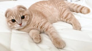 【閲覧注意】子猫が過去最大の被害に遭いました…【まんまる猫】つむチャンネル。