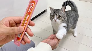 トムとジェリーに夢中な猫の爪を切ったらこうなったww もちまる日記 ねこだらけ