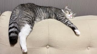 ソファーに干からびたおもちが干されてました…w【もちまる日記】