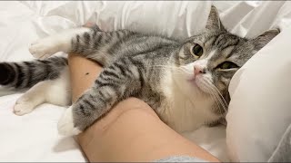 夜は飼い主の腕を抱き枕にして寝る猫がこちらです…笑【もちまる日記】