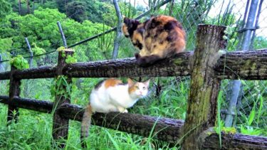 山道ですれ違った三毛婆猫に寄り添って挨拶する三毛母猫😺【CuteWoo】