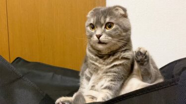 グルーミングで起こる問題についてお知らせします笑【まんまる猫】つむチャンネル。