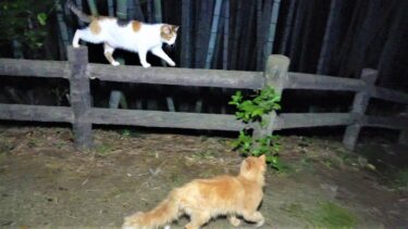 三毛母猫に寄り添って優しく話しかける茶トラパパ猫😸【CuteWoo】