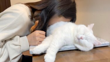 洗い立ての猫まくらに顔を埋めてみると…!?【ポムさんとしまちゃん / ねこべや】