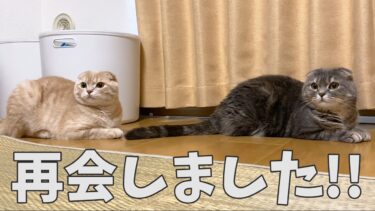 再会しましたが…汗【まんまる猫】つむチャンネル。