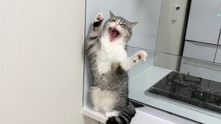 甘えんぼ猫の名前を呼んだら返事がマジでかわいすぎたwww【もちまる日記】