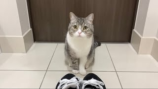 甘えんぼ猫が「行くな」と通せんぼするので今日は仕事をサボりますw【もちまる日記】