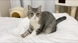 寝る時間になると先にお布団でふみふみして待ってる猫がかわいすぎた笑【もちまる日記】