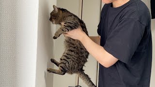 【壁に手をつくと賢い】凶暴猫がやった結果…【てん動画】