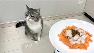 【悲報】猫に初めて手作り料理を振る舞ったらこうなった…【もちまる日記】