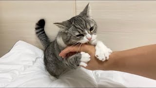 丸一日家を空けたら寂しがり屋の猫にブチギレられました…【もちまる日記】