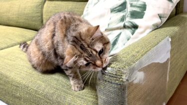 ソファがボロボロにされたので対策したら…泣【ポムさんとしまちゃん / ねこべや】