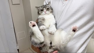 飼い主にくっついて離れず、ベッドまで連行される猫がこちらです笑【もちまる日記】