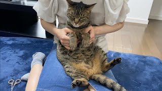 嫁と一緒に凶暴猫の爪切りをしようとした結果…【てん動画】