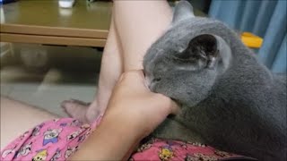 すずコキ【kokesukepapa】