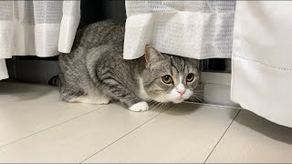 ばっさり散髪して帰ったら猫に忘れられてこうなりました…汗【もちまる日記】
