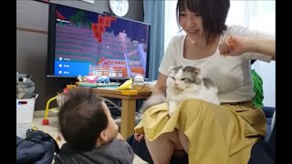 つねられてもママの太ももからどかない温厚猫＆自由に遊ぶ子供たち【kokesukepapa】