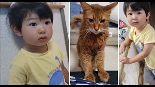 メス猫にモテモテな２歳児しゅん坊【kokesukepapa】