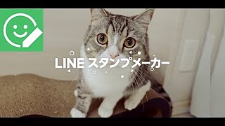 【ご報告】ついにもち様がCMデビューすることになりました。【もちまる日記】