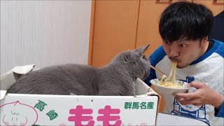 猫との暮らし方【基本編】【kokesukepapa】