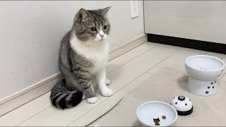 楽しみにしてたご飯が3粒しかなかったときの猫の反応がこちら…w【もちまる日記】