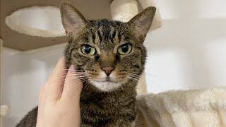 凶暴猫と会話したら意思の疎通ができました！【てん動画】
