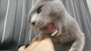 凶暴猫すずまろに絡むとこうなる【kokesukepapa】