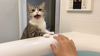 飼い主がお風呂で溺れてたときの猫の反応がこちらです…【もちまる日記】