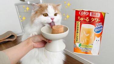 はじめてのちゅーるタワーに大興奮な猫がヤバかったw【猫のレモンちゃんねる】