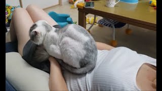 ママをひざ枕で寝かせてたら白ボウズ猫がママのお腹の上に乗ってきた【kokesukepapa】