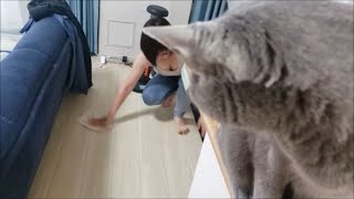 雑巾がけするママをじっと見つめる灰色猫すずまろ【kokesukepapa】