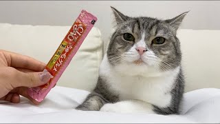 チュールまみれの口で何もしてないと言い張る猫がこちらですww【もちまる日記】