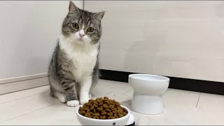 とんでもない量のご飯が出できたときの猫の反応がこちらですw【もちまる日記】