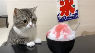 猫が生まれて初めてかき氷を食べたらこうなったww【もちまる日記】