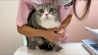 【緊急】もち様が肉球にケガして病院に搬送されました。【もちまる日記】