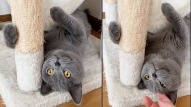 さかさマロ！【まんまる猫】つむチャンネル。