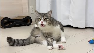 うんち後のお尻が臭すぎて失神しかける猫がこちらですwww【もちまる日記】