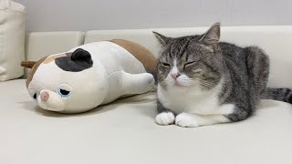 嫌いな猫が隣で寝てたときの猫の反応がこちらです…ww【もちまる日記】