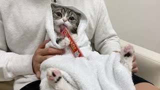 お風呂をがんばったご褒美をもらってごきげんな猫がかわいすぎたw【もちまる日記】