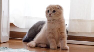 生後２ヶ月の子猫がかわいすぎた…【まんまる猫】つむチャンネル。