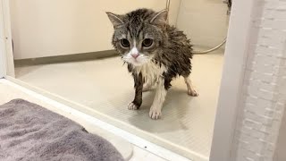 お風呂に入ったら子猫みたいに小さくなった猫がこちらです…笑【もちまる日記】