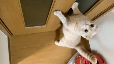 最近、むぎが鳴くようになりました…【まんまる猫】つむチャンネル。